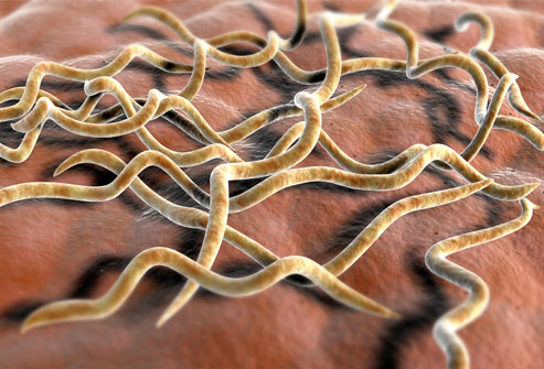 getty_rm_3D_illustration_of_lyme_disease_bacteria